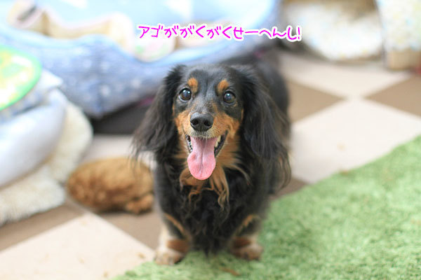 犬のアゴがガクガクする原因 富山のわんこだ ぼん