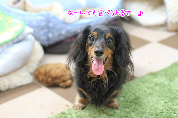 犬のアゴがガクガクする原因 富山のわんこだ ぼん